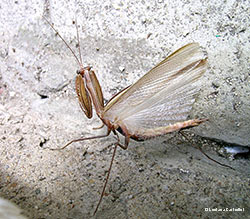 Mantide religiosa in posizione di difesa/attacco