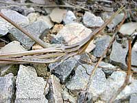 Acrida Ungarica