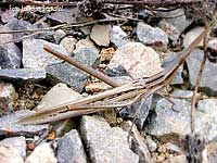 Acrida Ungarica mediterranea