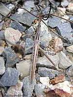 Acrida Ungarica mediterranea