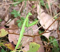 Mantide religiosa