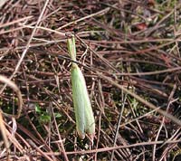 Mantis religiosa