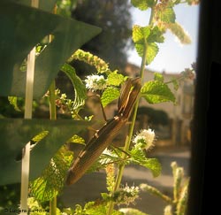 Mantide religiosa dal colore avana ferma su una pianta di menta