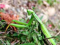 Mantis religiosa