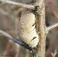 ooteca di mantide religiosa