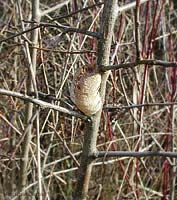 ooteca di mantide religiosa