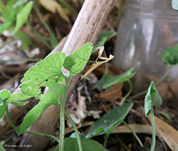 Mantide religiosa giovane
