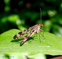 Panorpa communis detta: Mosca scorpione  - femmina -