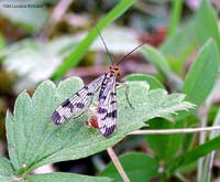 Panorpa communis detta: Mosca scorpione  - maschio -