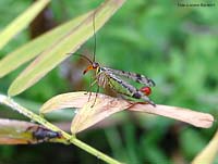 Panorpa communis detta: Mosca scorpione  - femmina -