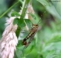 Panorpa communis detta: Mosca scorpione  - maschio - 
