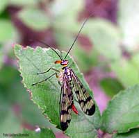 Panorpa communis detta: Mosca scorpione  - femmina -
