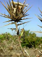 Panorpa communis detta: Mosca scorpione  - femmina -