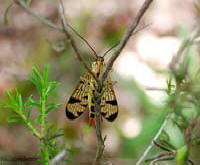 Mosca scorpione femmina