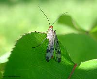 Panorpa communis detta: Mosca scorpione  - femmina