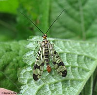 Panorpa communis