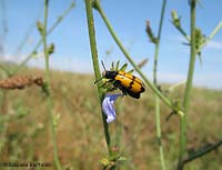 Meloide Mylabris variabilis