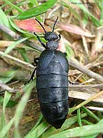 Meloe proscarabaeus