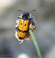 Meloide sp.