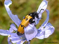 Mylabris variabilis
