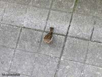 Passero con una panattiera
