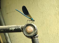 damigella Calopteryx sp. sul braccio di una lampada