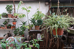 Parete con fiori e piante grasse Parete con fiori e piante grasse