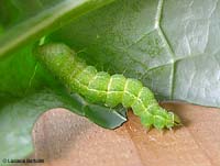 Bruco verde di Autographa gamma