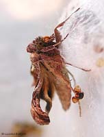 Autographa gamma appena uscita dal bozzolo