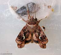 falena Autographa gamma appena sfarfallata