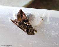 Autographa gamma