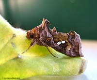 Chrysodeixis chalcites