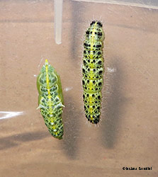 crisalide di Pieris brassicae