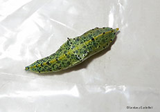 crisalide di Pieris brassicae