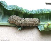 Grasso bruco di Noctua sp.