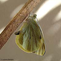 farfalla pieris brassicae