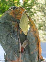 farfalla pieris brassicae che si asciuga le ali