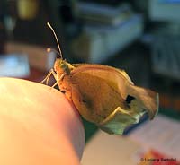 farfalla pieris appena uscita dalla crisalide