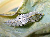 crisalide di Pieris brassicae