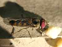 Dittero Syrphidae pronto a prendere il volo