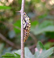 Crisalide cingulata - Aporia crataegi Crisalide cingulata - Aporia crataegi