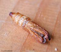 Crisalide di Galleria mellonella