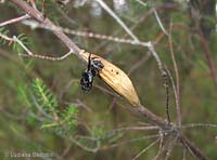 involucro vuoto di farfalla zygaena