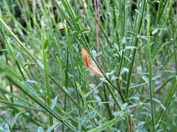 la crisalide di una falena zygaena su una pianta di ginestra