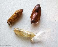 Crisalidi di Galleria mellonella, noctua, Chrysodeixis chalcites