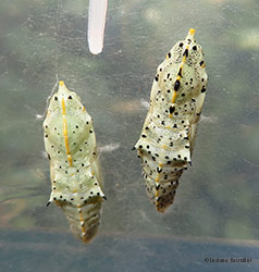 Due crisalidi di Pieris brassicae