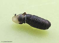 mosca che nasce
