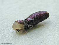 mosca che esce dal pupario