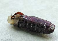mosca che nasce