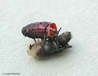 mosca che è uscita dal pupario